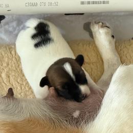 Pink girl - Tri-color female Jack Russell Terrier puppy in Berthoud, Colorado from Shelby Burleson's Golden Retrievers and Jack Russell Terriers