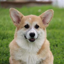 Wifi - Pembroke Welsh Corgi