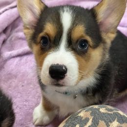 Pembroke Welsh Corgi Puppies from Wiggle B Ranch Corgis