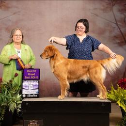 Kat - Golden Retriever