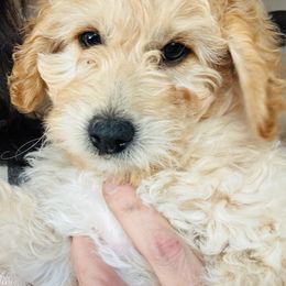 Archie - Cream male Goldendoodle puppy in Tucson, Arizona from Ever After Doodles Arizona