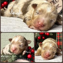 (2) Jingle, RMM - Red merle male Miniature American Shepherd puppy in Huntington, Texas from JKKJ Farms