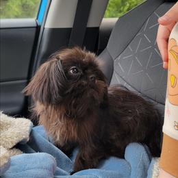 Pretty Prince Prancer - Black male Shih Tzu puppy in Cartersville, Georgia from 100 Acre Woods Shih Tzu Plantation