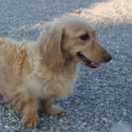 Denise - Dachshund