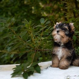 Yorkshire Terrier Puppies from Lightsome Yorkies
