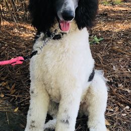 Poodles from Knight’s Standard Poodles