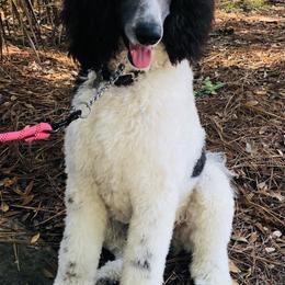Poodles from Knight’s Standard Poodles
