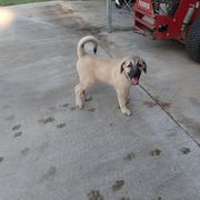 Kangal Puppies from DASA Ridge Kangals