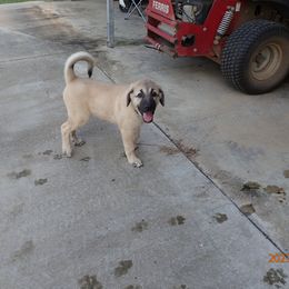 Kangal Puppies from DASA Ridge Kangals