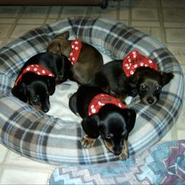 Dachshund All Grown Up from Individual