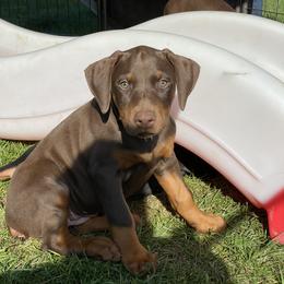 Doberman Pinscher Puppies from Jensen Dobermans