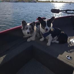 Cardigan Welsh Corgi All Grown Up from BELieve Cardigan Welsh Corgis