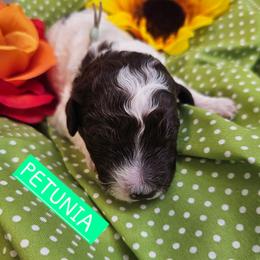Petunia,  Mint green collar - Brown female Cockapoo puppy in Pell City, Alabama from FurEver Young Kennels