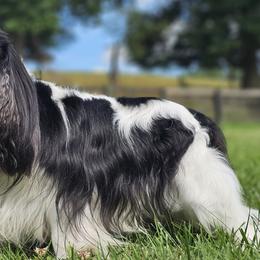 Bishop - Cavalier King Charles Spaniel