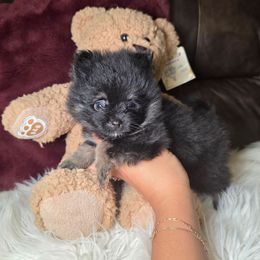 Cricket - Black and tan parti male Pomeranian puppy in Smithville, Texas from Lafary Poms