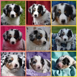 Miniature American Shepherd Puppies from Andaluz Mini American Shepherds