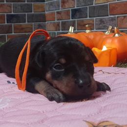 Sadie - Black and tan female Miniature Pinscher puppy in Baton Rouge, Louisiana from Pike's Pups