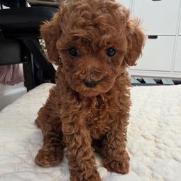 Fiona - Red  female Poodle puppy in Corona, California from Poodle house CA