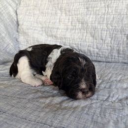 Bill - Liver and white male Springerdoodle puppy in Dundee, Ohio from Evalina Miller's Spaniels