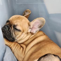French Bulldog Puppies from Charmaine Wasenko