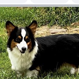jewel - Pembroke Welsh Corgi