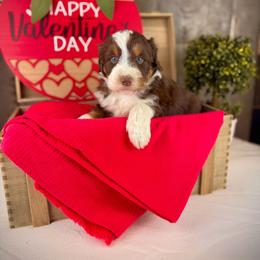 Clara - Red tri-color female Aussiedoodle puppy in Ohio from Holley Doodles