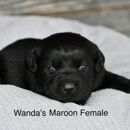 Maroon female - Black female Labrador Retriever puppy in Mississippi from Sure Shot English Labs