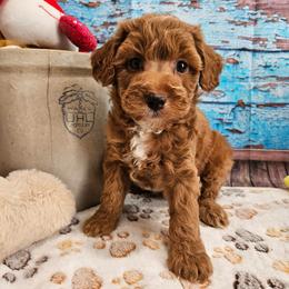 Sonny - Red male Aussiedoodle puppy in Lebanon, Missouri from Perkins Pups