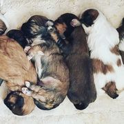 Shichon and Aussiedoodle Puppies from PTK Ranch