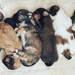 Shichon and Aussiedoodle Puppies from PTK Ranch