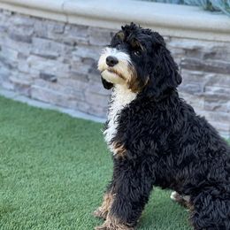 Australian Labradoodles from Red Ridge Labradoodles