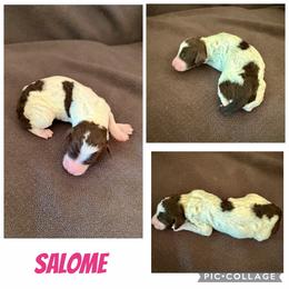 Salome - Parti female Poodle puppy in Piqua, Kansas from Legacy Farms Standard Poodles