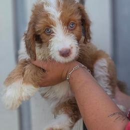 Churro - Brown and white female Aussiedoodle puppy in Lithia, Florida from Waterford Doodle Farm