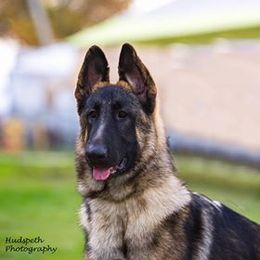 German Shepherd Puppies from Ca-She Shepherds