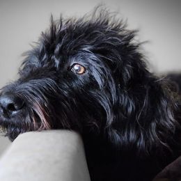 Labradoodles from P&L Doodles