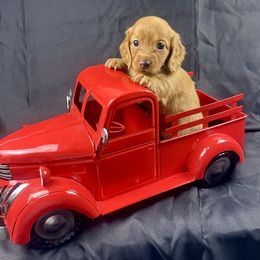 Ash - Red female Dachshund puppy in Mesquite, Texas from AB Dachshund