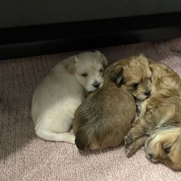 Morkie Puppies from Sun-Kissed Morkies