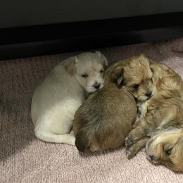 Morkie Puppies from Sun-Kissed Morkies