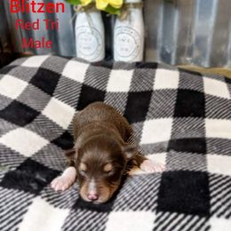 Golden Retriever and Miniature Australian Shepherd Puppies from Haleys Farm