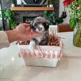 Bernedoodle, Cavapoo, Cavapoochon, Goldendoodle, and Yorkipoo Puppies from Anchor Dogs