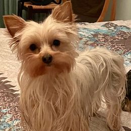 Tink - Yorkshire Terrier