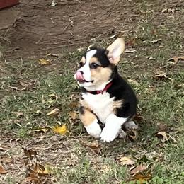 RIO - AKC - Black and tan male Pembroke Welsh Corgi puppy in Millsap, Texas from BJ's Blessings