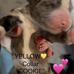COOKIE - Merle female Sheepadoodle puppy in Buffalo, Minnesota from Fur-ever Doodles