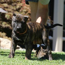 Orange Collar - Tiger female Perro de Presa Canario puppy in Pocahontas, Illinois from Cabeza Grande Kennel