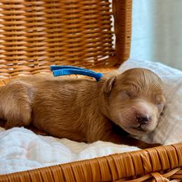 Blue - Red  male Goldendoodle puppy in Hesperia, Michigan from Red Acres Poodles & Doodles