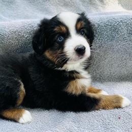 Darla - Black tri female Miniature Australian Shepherd puppy in Randleman, North Carolina from Deep River Aussies and Dachshunds