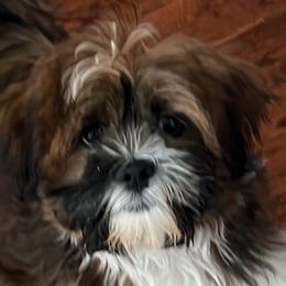 Lhasa Apsos from Lorraine’s Lhasa Apsos by Mia Kentucky Rose