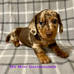 Jasper - Dapple male Dachshund puppy in Carlsbad, Texas from MV Mini Dachshunds