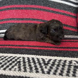 Miss White Collar - Brindle female Dachshund puppy in Willow Springs, Missouri from Krazy Acre Farm