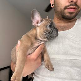 Lady Red - Blue female French Bulldog puppy in Anaheim, California from Brightest Days Ahead